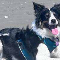 Aberdeen Resident Seeks Answers After Dog Fatally Shot During Storm